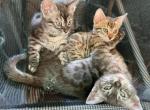 Brown Bengal girls - Bengal Cat For Sale - Crestview, FL, US