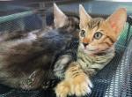 Bengal Girl - Bengal Cat For Sale - Crestview, FL, US