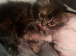 Quinns Crew - Maine Coon Cat For Sale - Finland, MN, US