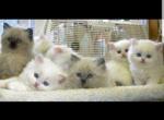 Precious Dollface Persian kittens - Persian Cat For Sale - Seymour, CT, US