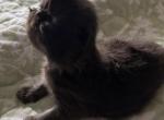 Joy - Persian Cat For Sale - Fort Worth, TX, US