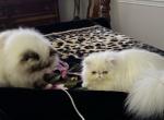 Jasper - Persian Cat For Sale - Fort Worth, TX, US