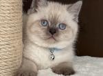 Kitties - British Shorthair Cat For Sale - Philadelphia, PA, US