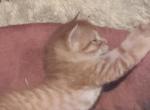Garfield - Bengal Cat For Sale - Concord, NH, US