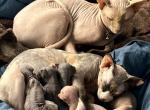 Sphynx - Sphynx Cat For Sale - Hallandale, FL, US