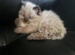 Bear - Persian Cat For Sale - Seymour, CT, US