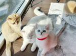 Didi - British Shorthair Cat For Sale - New York, NY, US