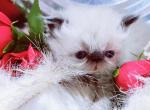 Bambi - Persian Cat For Sale - Lincoln, NE, US