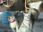 Mimi - British Shorthair Cat For Sale - Fairfax, VA, US