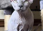 Diamond - Sphynx Cat For Sale - Hemet, CA, US