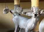 Gypsy - Sphynx Cat For Sale - Hemet, CA, US