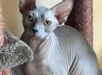 Blue - Sphynx Cat For Sale - Hemet, CA, US