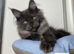 Laska - Maine Coon Cat For Sale - Brooklyn, NY, US