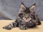 Ben Happy House - Maine Coon Cat For Sale - Brooklyn, NY, US