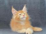 Garfield - Maine Coon Cat For Sale - Brooklyn, NY, US