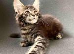 Grand - Maine Coon Cat For Sale - Brooklyn, NY, US