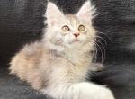 Gerda - Maine Coon Cat For Sale - Brooklyn, NY, US