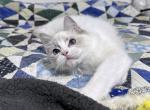 Hendrix - Ragdoll Cat For Sale - Tuscaloosa, AL, US