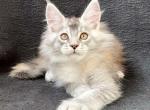 Gvineya - Maine Coon Cat For Sale - Brooklyn, NY, US