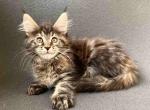 Garsiya - Maine Coon Cat For Sale - Brooklyn, NY, US