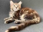 Fiona - Maine Coon Cat For Sale - Brooklyn, NY, US