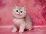 Versal - British Shorthair Cat For Sale - Brooklyn, NY, US