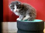 Kalis Kittens - Scottish Fold Cat For Sale - Denver, CO, US