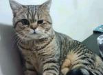 Jasper - British Shorthair Cat For Sale - New York, NY, US