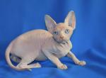 Intriga - Sphynx Cat For Sale - Norwalk, CT, US