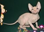 Kaysey - Sphynx Cat For Sale - Norwalk, CT, US