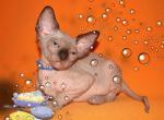 Jerry - Sphynx Cat For Sale - Norwalk, CT, US