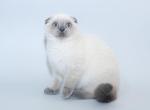 Kolombina - Scottish Fold Cat For Sale - Hollywood, FL, US