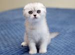 Nike Scottish fold - Scottish Fold Cat For Sale - Hollywood, FL, US