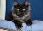 Laska - Maine Coon Cat For Sale - Norwalk, CT, US