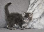 Queenny - Maine Coon Cat For Sale - Norwalk, CT, US