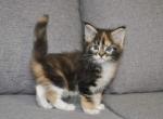 Quantana - Maine Coon Cat For Sale - Norwalk, CT, US