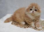 Ecleir - Scottish Fold Cat For Sale - Norwalk, CT, US