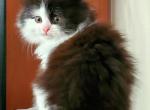 Georgia - Siberian Cat For Sale - Clintwood, VA, US