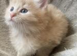 Elmo - Siberian Cat For Sale - Port Murray, NJ, US