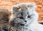 Blue British Longhair boy - British Shorthair Cat For Sale - NY, US