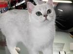 Black Silver Shaded boy - British Shorthair Cat For Sale - NY, US