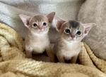 2 baby girls purebred - Abyssinian Cat For Sale - Spring Hill, FL, US