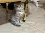 Jack - Scottish Fold Cat For Sale - Miami, FL, US