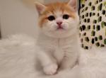 Reserved Eddie - Munchkin Cat For Sale - Chino, CA, US