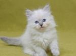 Iskorka - Siberian Cat For Sale - Norwalk, CT, US