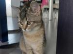 Katy - Scottish Straight Cat For Sale - Miami, FL, US