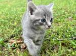 Buddy - American Shorthair Cat For Sale - Columbus, GA, US