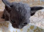 Blue Boy - Devon Rex Cat For Sale - Stanford, MT, US