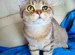 Jasper6 - British Shorthair Cat For Sale - New York, NY, US