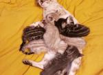 Bengal kittens inquire today - Bengal Cat For Sale - Lawrence, NY, US